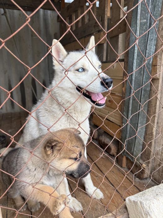 Отдам в хорошие руки