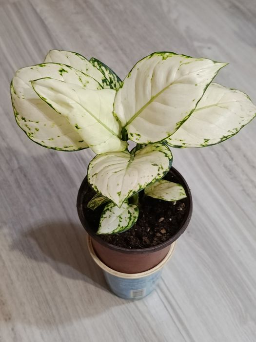 Продам аглаонему