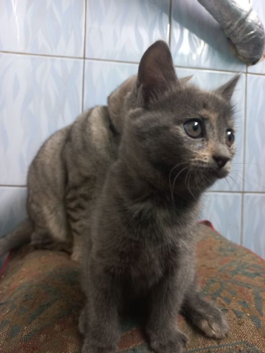 Отдам котенка девочка