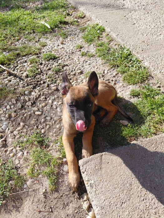 Catei ciobanesc belgian