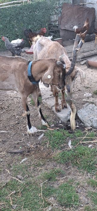 Vind capre anglolbiene și sânziene la doua și a treia fătare