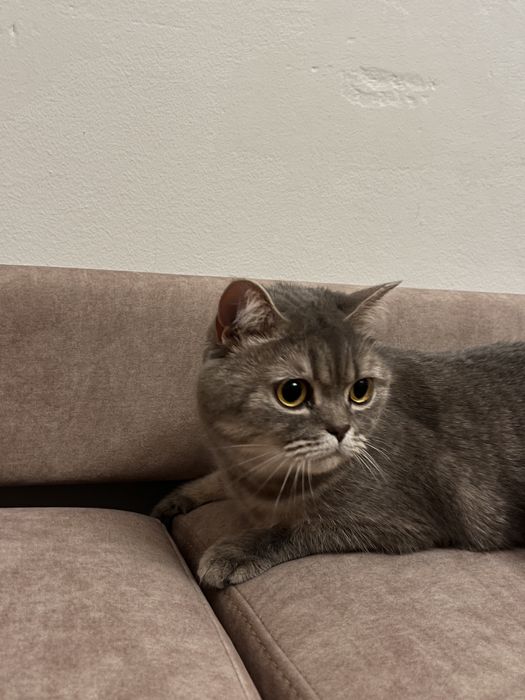 Кошка стерилизованная