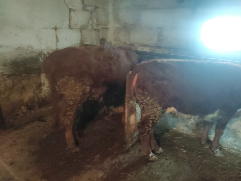 Продам тёлочек 1 год.