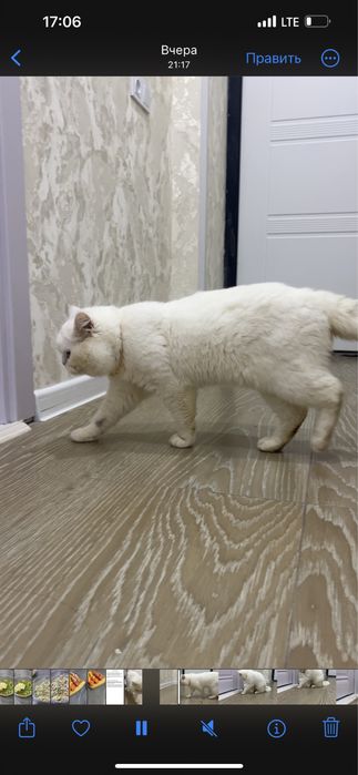 Katta eshak it uslubidagi porno surat