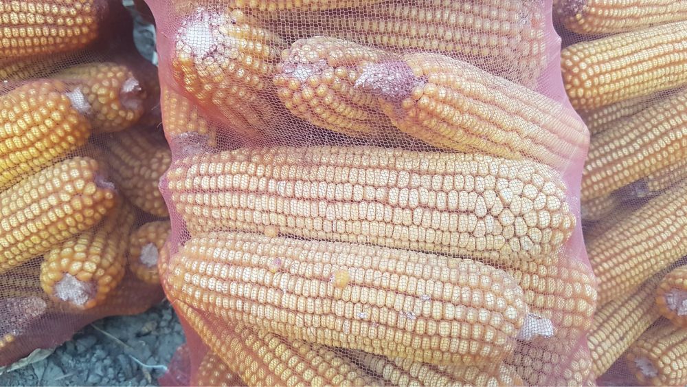 johori sotasi yemga tovuqa bersayam bo’ladi