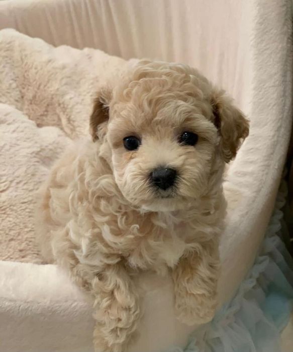 Мальтипу Ф_2 есть девочки и мальчики