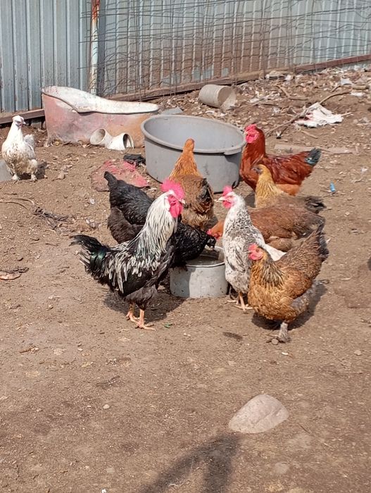 Срочно продам петухов