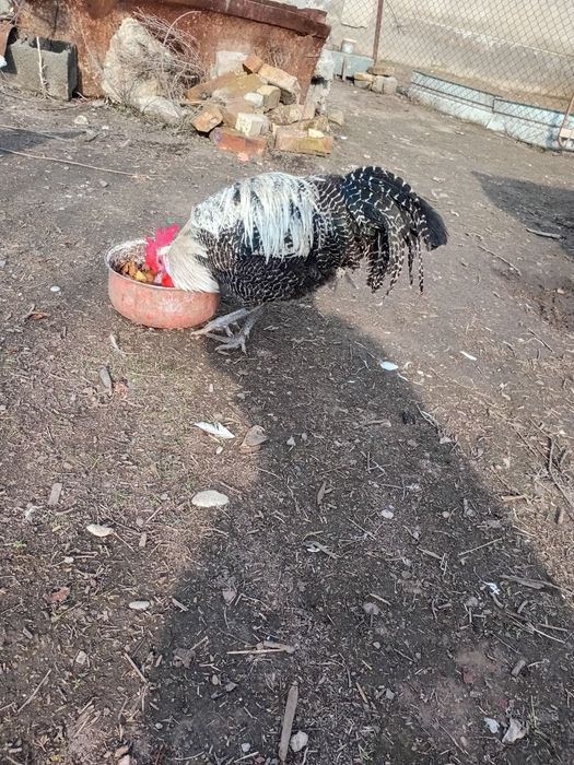 Вариант барма тауықа