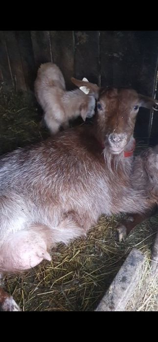 Capră cu ied și ieduță