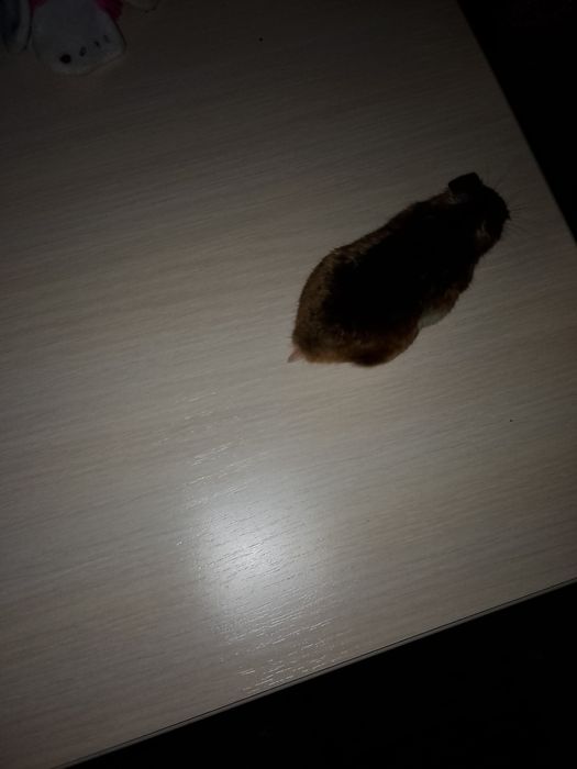 Продам джунгарского хомяка