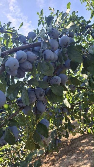 Vand prune de țuică