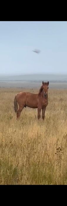 Посу лошадей  Караганда