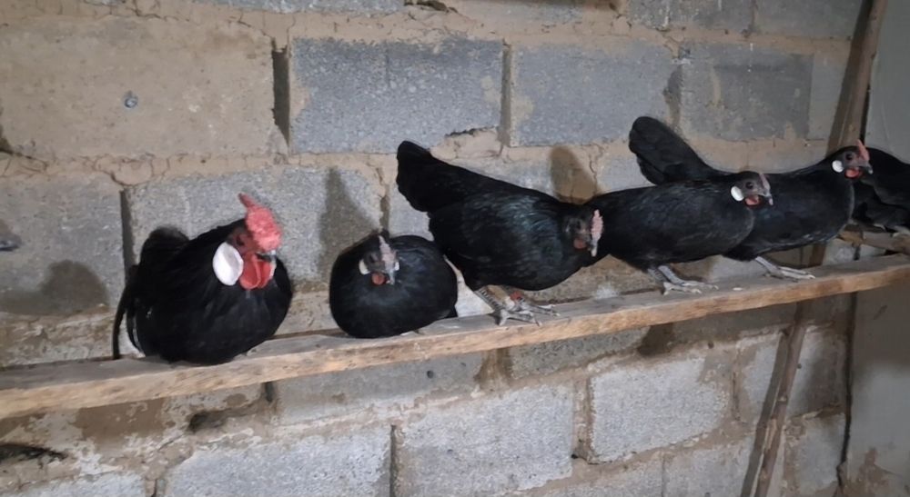 Продам Карликовый Ява бетнамка