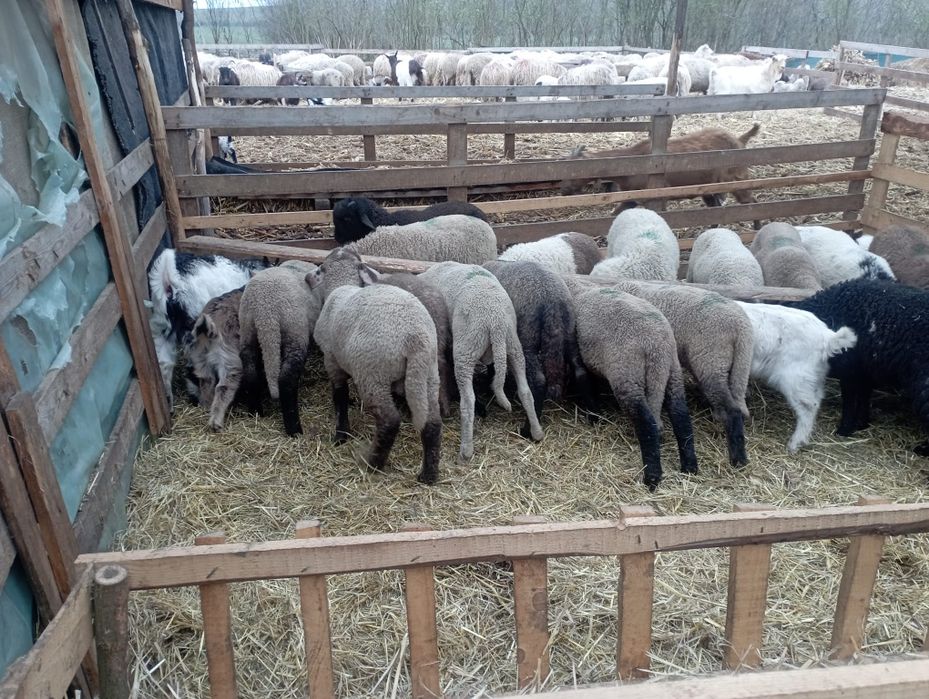 Mie ii și iezi de vânzare