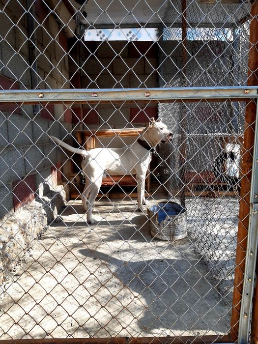 Стаффордширский терьер  вязка