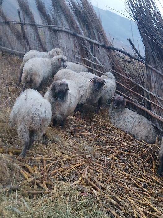 Se vind 5 oi foarte bune 850 bucata