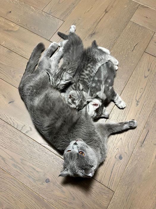 Шотландские котята