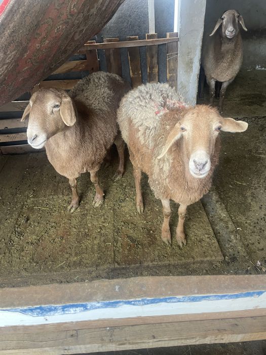 Гиссар куй сотилади