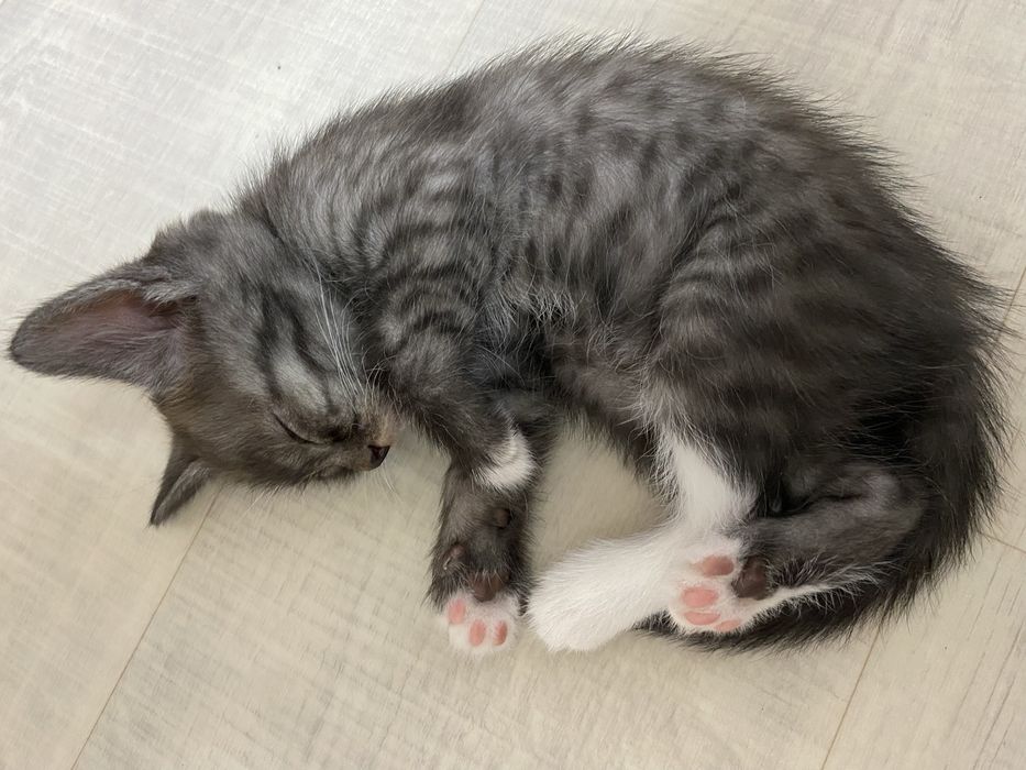 Котенок.Отдам в хорошие руки