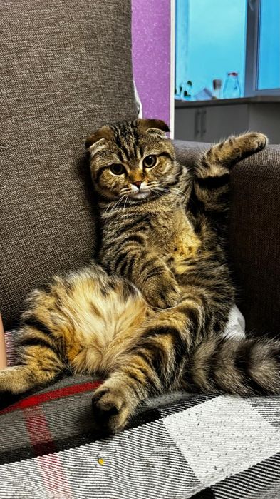 Кошка домашнее животное