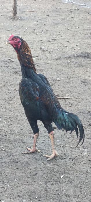 Продам бойцовых петухов