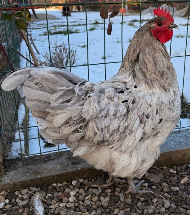 Schimb următoarele păsări cu găini tinere  de țară