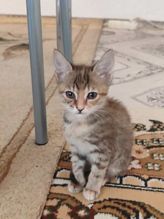 Отдам котята в добрые руки