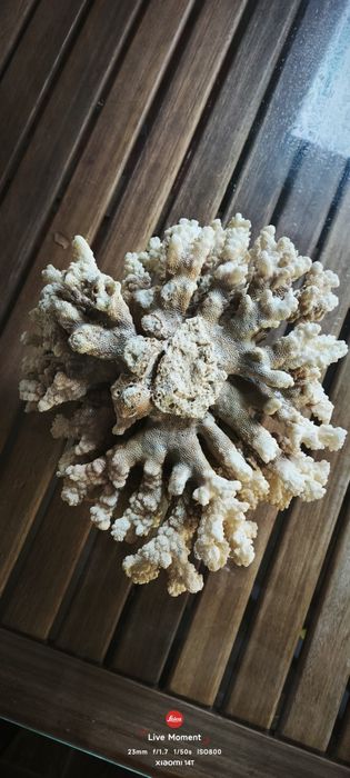 Коралл для аквариума или декора