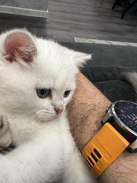 Продам котенка Британец