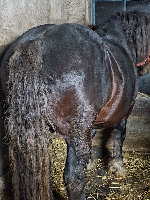 Vand sau schimb armăsar de 5 ani