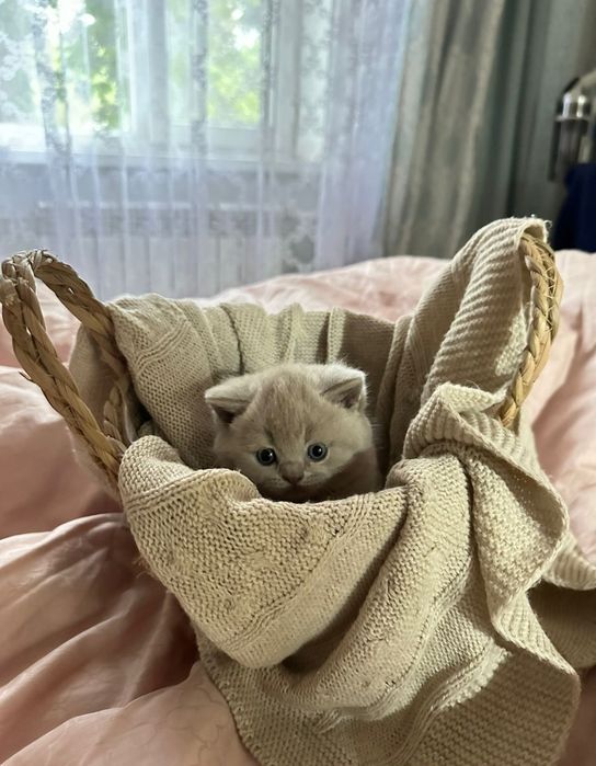 Британские котята