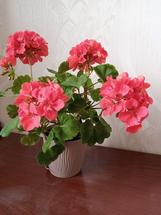Продам очень красивую герань