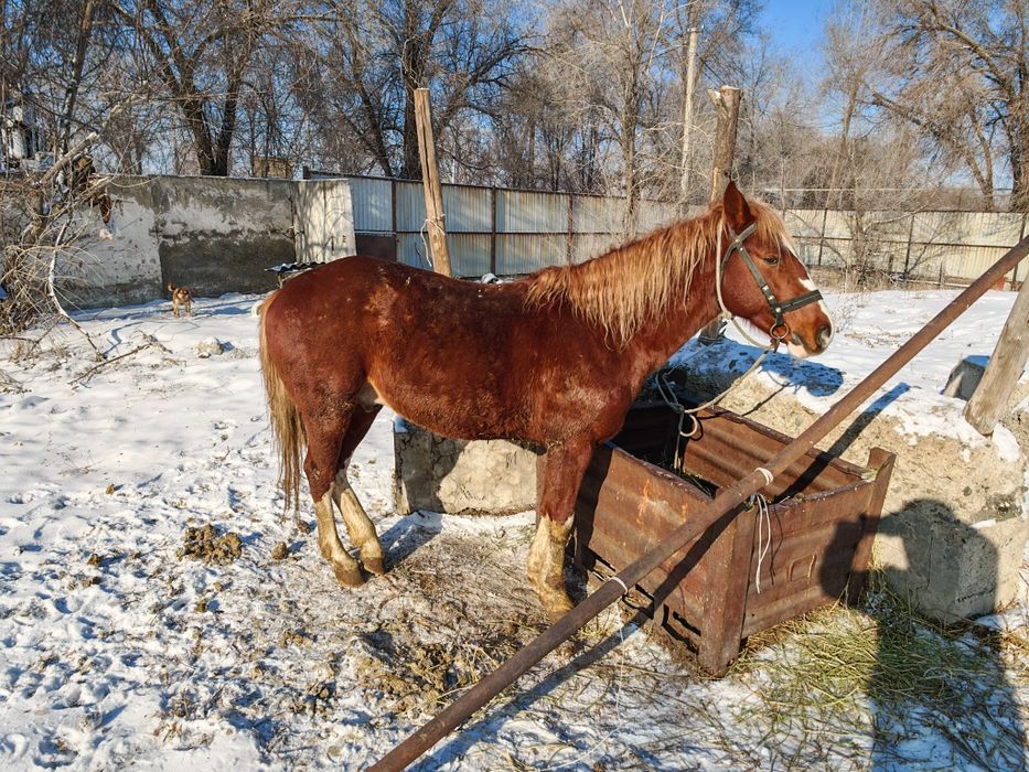 Лошадь жеребец 5 лет