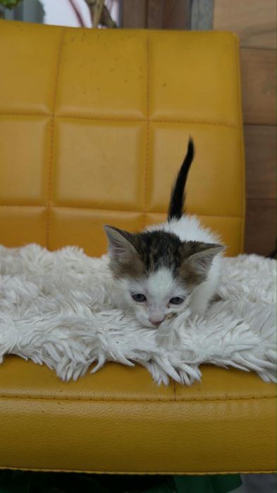 Котенца търсят дом-Варна