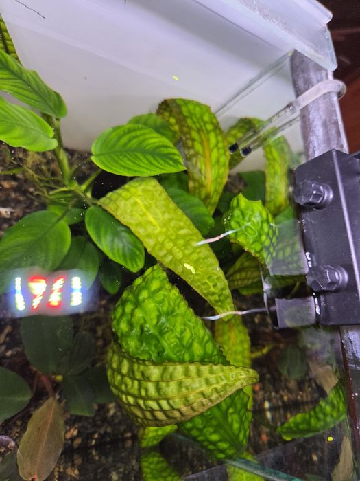 Криптокарина Гудоро