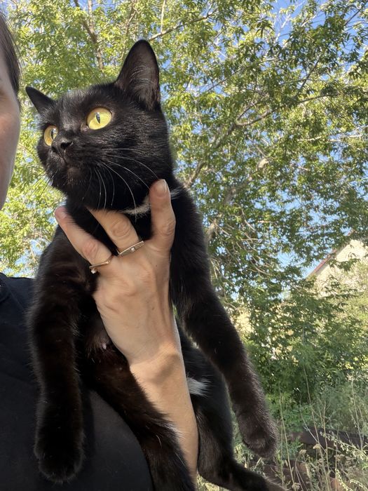 Отдам котят в хорошие руки