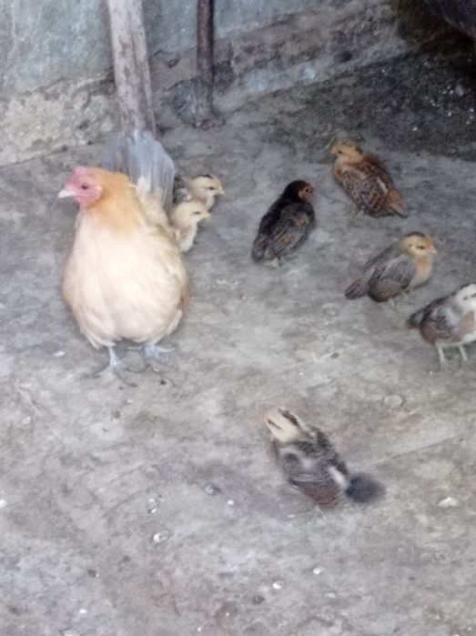 Продаются молодые японские петушки и курочки.