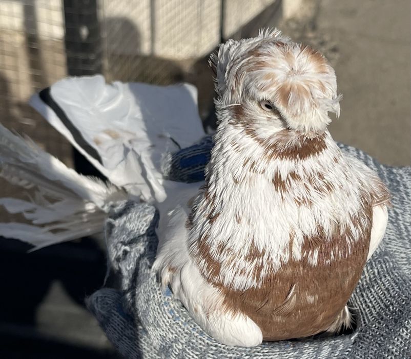 Продам красно рябого голубя