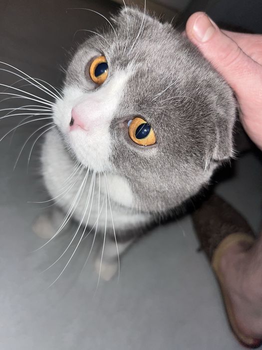 ВЯЗКА Британский кот Скоттиш Фолд