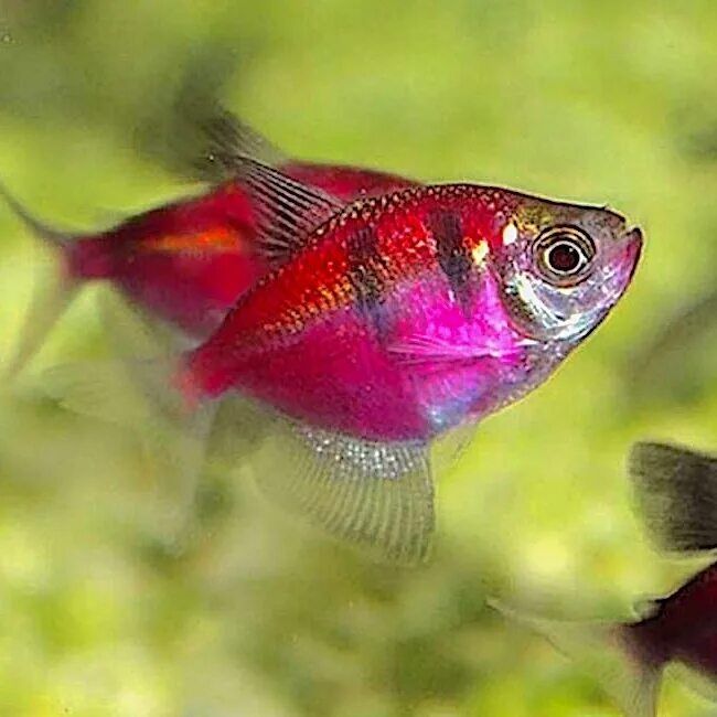 Тернеции цветные