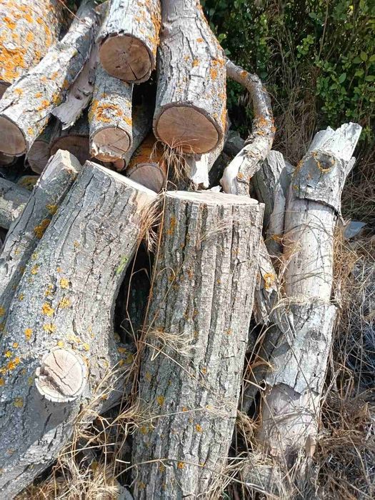 Трупи от орех на метровки