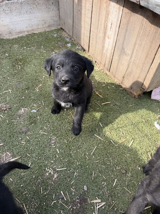 Cățeluși spre adopție