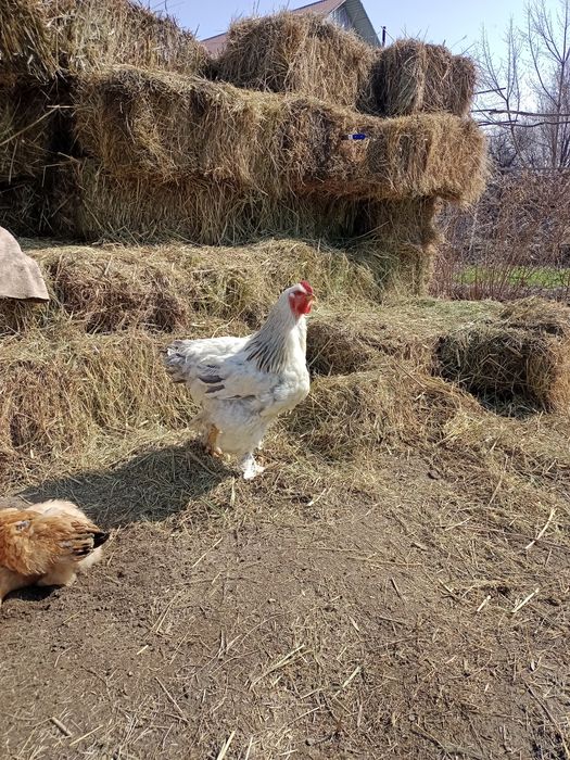 Продам молодого петуха