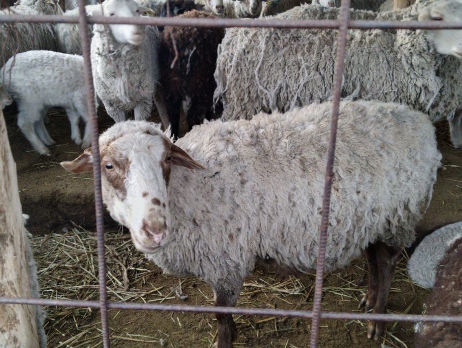 Кой сатылады жаксы