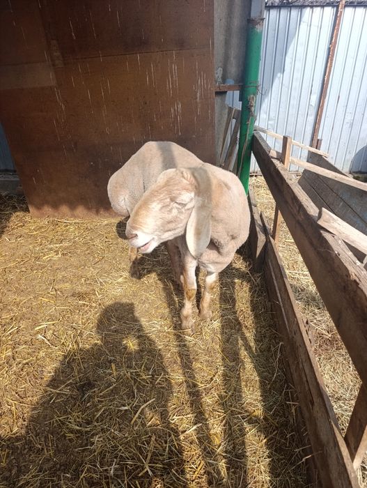 Кочкар арашан продам