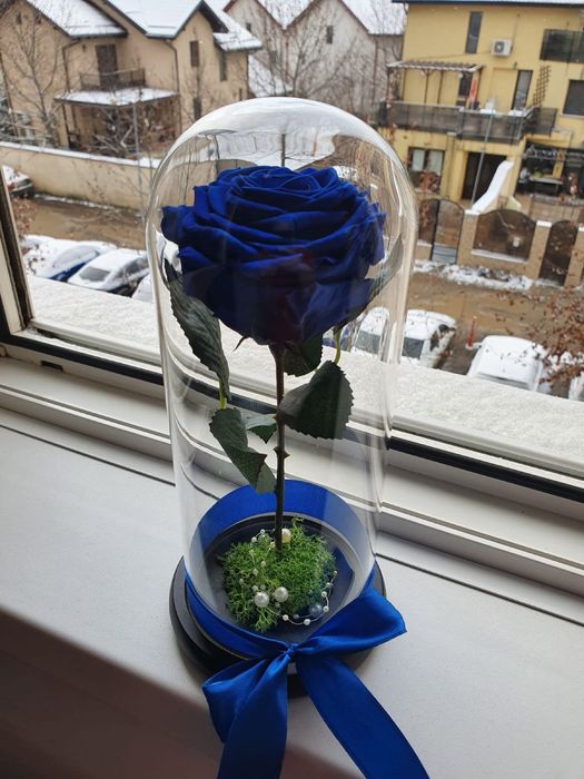 Cupola de sticla cu trandafir conservat albastru regal 25 cm 150 lei