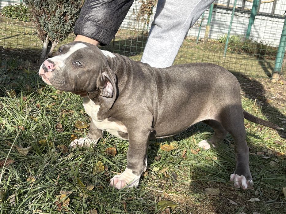 Американско Були Хл