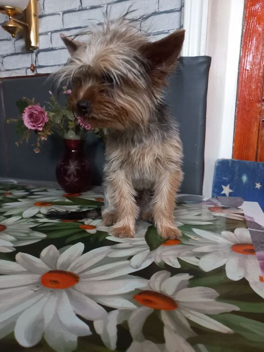 Продаю клубного  щенка йорка