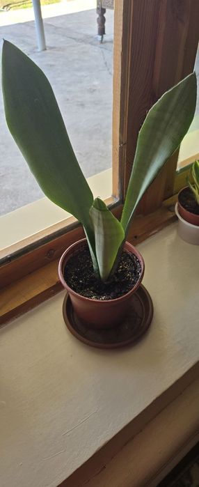 Xonaki gullar sotiladi.