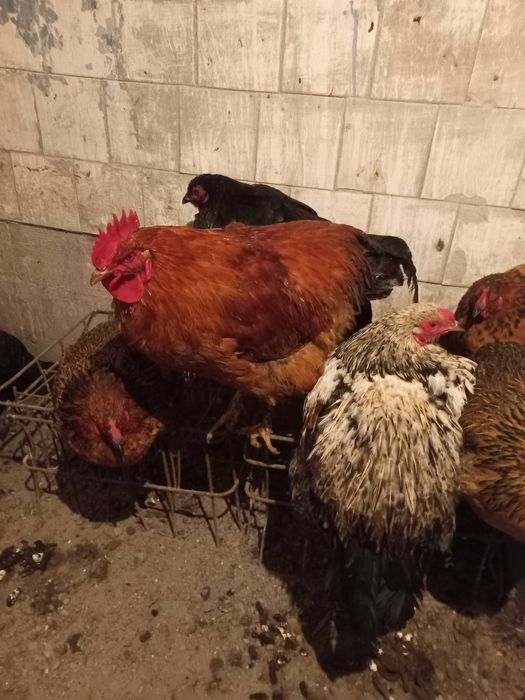 Продаю петухов молодых